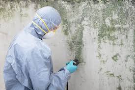 Why You Should Choose Our Mold Remediation Services in Mead, CO